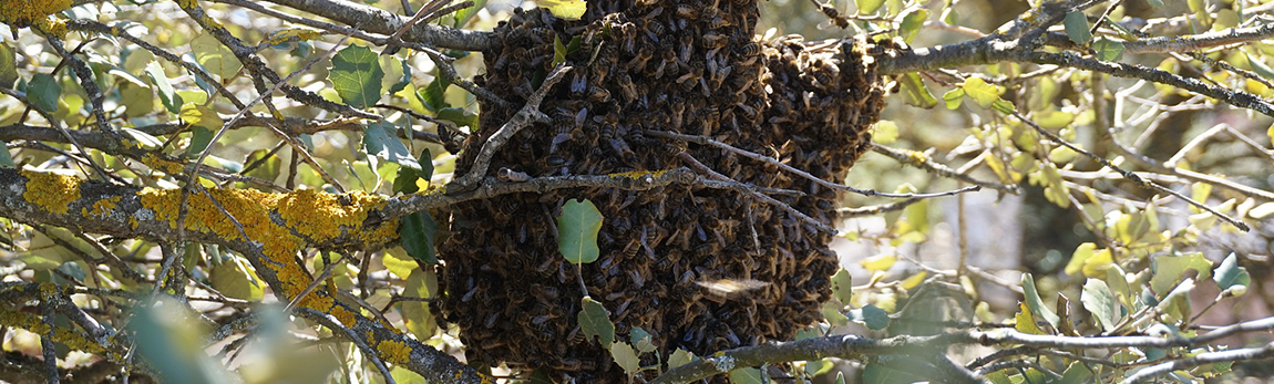 Essaim Icko Apiculture Blog