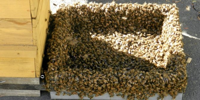 Piscénois : 40 000 abeilles dans un essaim de 4 kg !
