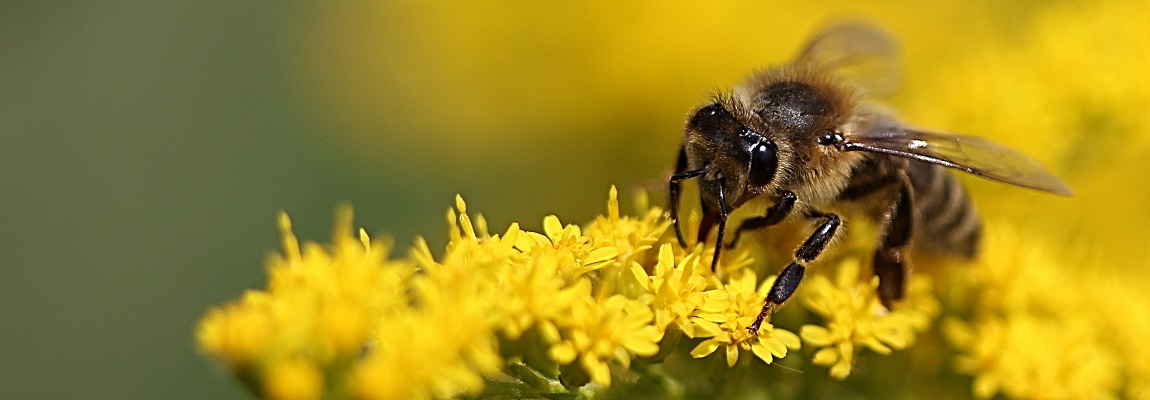 A la recherche de la meilleure abeille