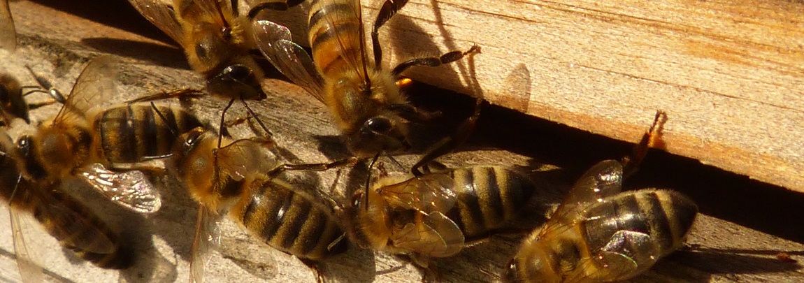 Pillage dans la ruche