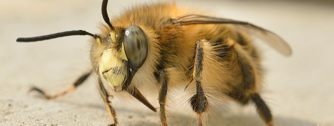 Quelles protections choisir contre les piqûres d’abeilles ?
