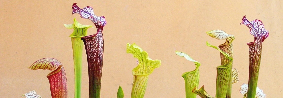 La Sarracenia, la plante qui tue les frelons