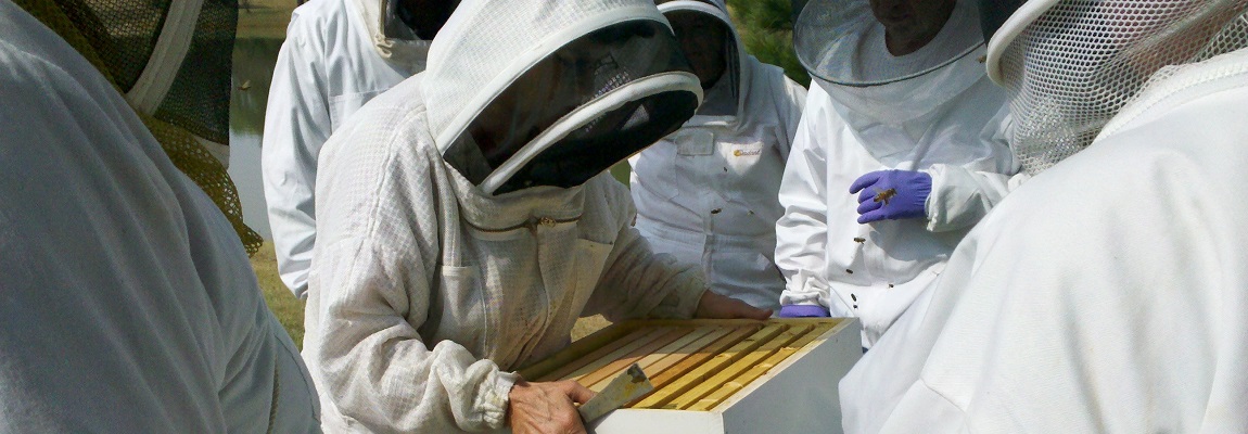 Stage apicole Icko, découvrez le monde de l’apiculture !