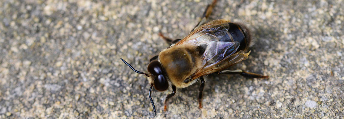 La paralysie chronique (Maladie noire) de l’abeille