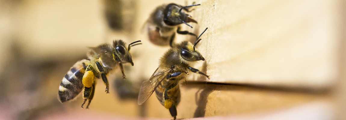 La connaissance de l’abeille et de ses produits
