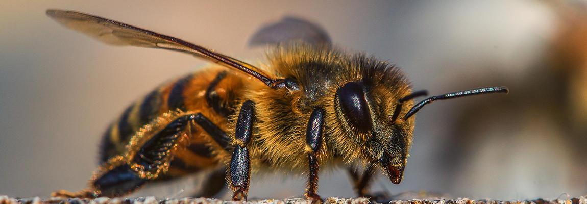 Vidéo : Le calendrier de l’apiculteur