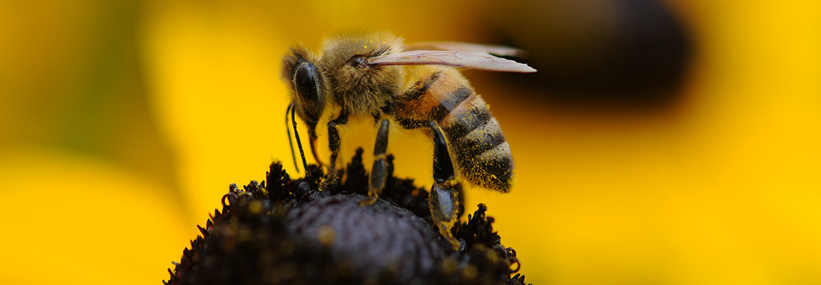 Fête de l’abeille à Lédignan – réservez votre emplacement !