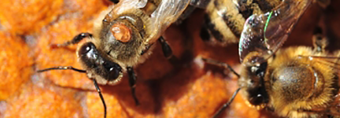 Varroa destructor : le parasite capable de mimer chimiquement deux espèces d’abeilles