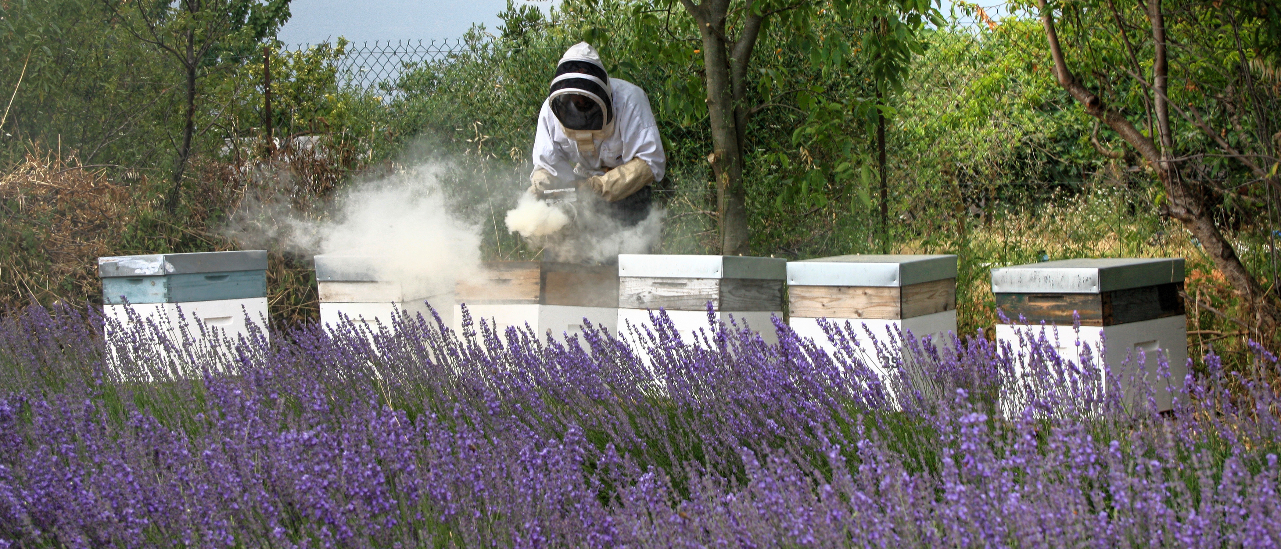 Mesurer le taux de VP/100ab (varroas phorétiques pour 100 abeilles) dans les ruchers pour optimiser la gestion et la production.