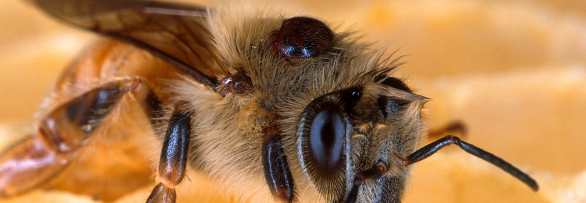 Suivi de l’infestation de Varroa dans les ruchers d’Aquitaine