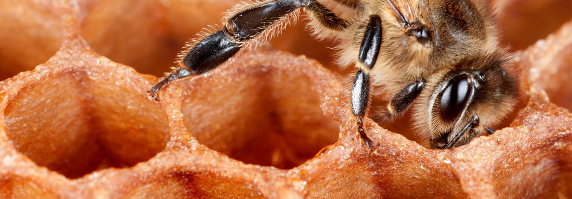 Qu’est-ce que la cire d’abeille ?