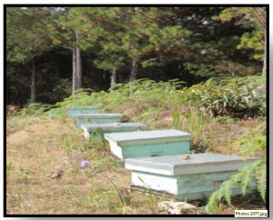 projet apiculture Patrakala