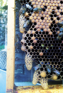 Cellule reine cadre abeille