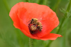abeille coquelicot