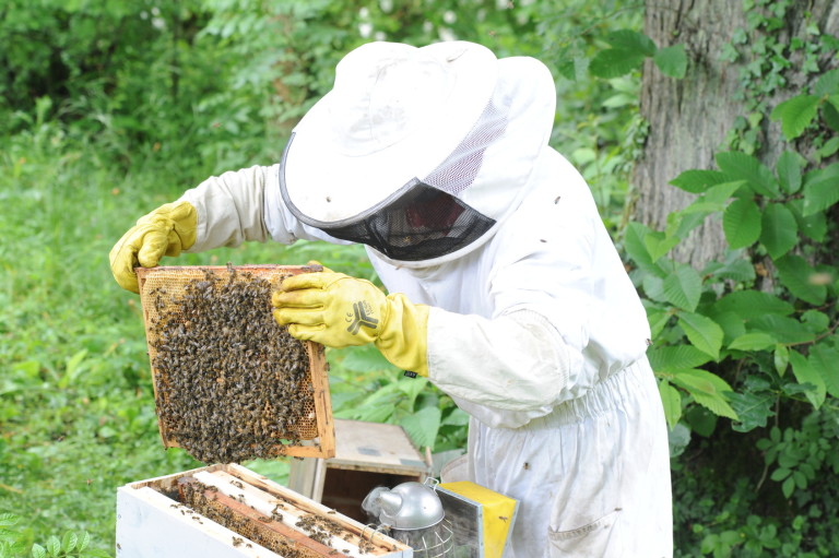 essaim ruchette ICKO Apiculture BLOG