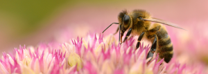 plantes abeilles