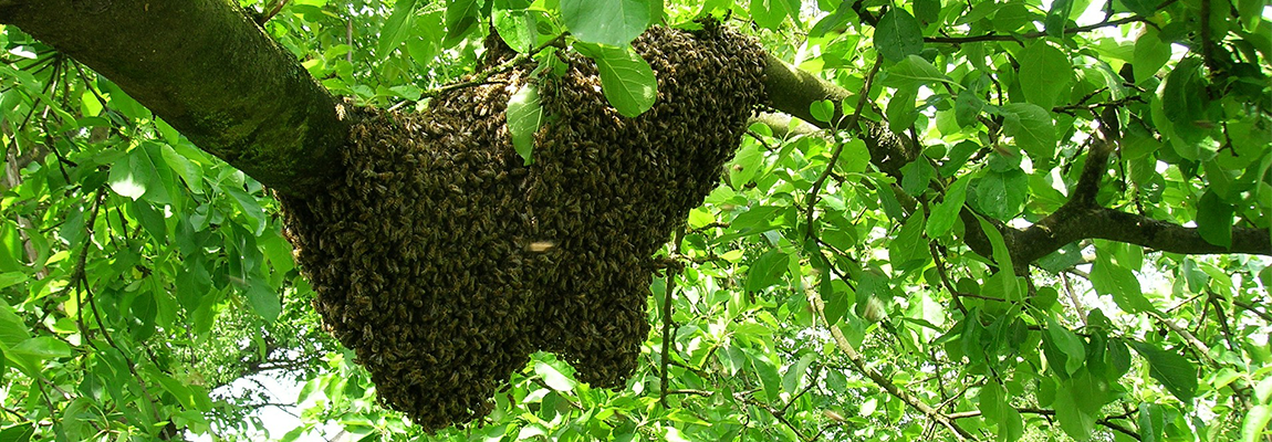 Attirer un essaim d’abeilles : comment augmenter vos chances de capture
