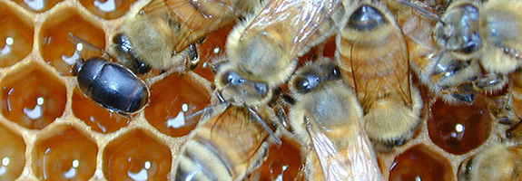 Surveillance et contrôles Aethina tumida, petit coléoptère des ruches