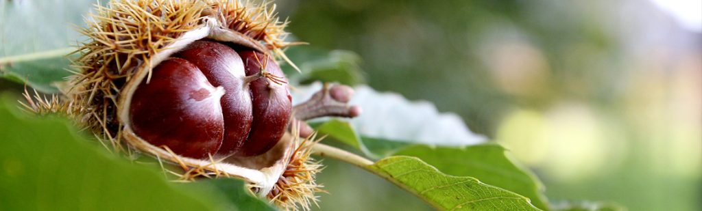 Le Châtaignier, arbre mellifère pour les abeilles - ICKO Apiculture Blog