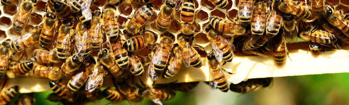 Que se passe-t-il dans la ruche au mois d’août ?