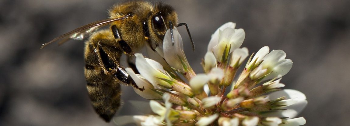Que se passe-t-il dans la ruche au mois d’octobre ?