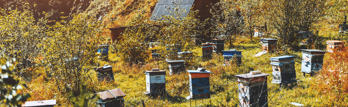 Que se passe-t-il dans la ruche au mois de novembre ?