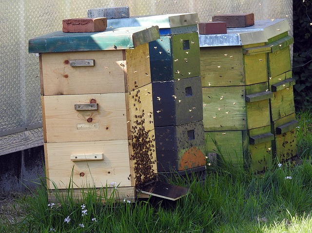 Pourquoi la Ruche Warré est-elle une « ruche écologique » ?