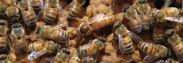 Peut On Introduire Une Reine Dans Une Ruche Sans Couvain