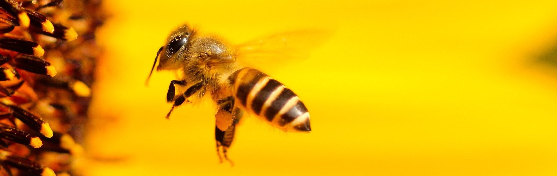 Miel en rayon : un concentré de Nature