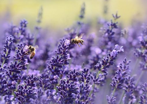 Que se passe-t-il dans la ruche au mois de juin ?