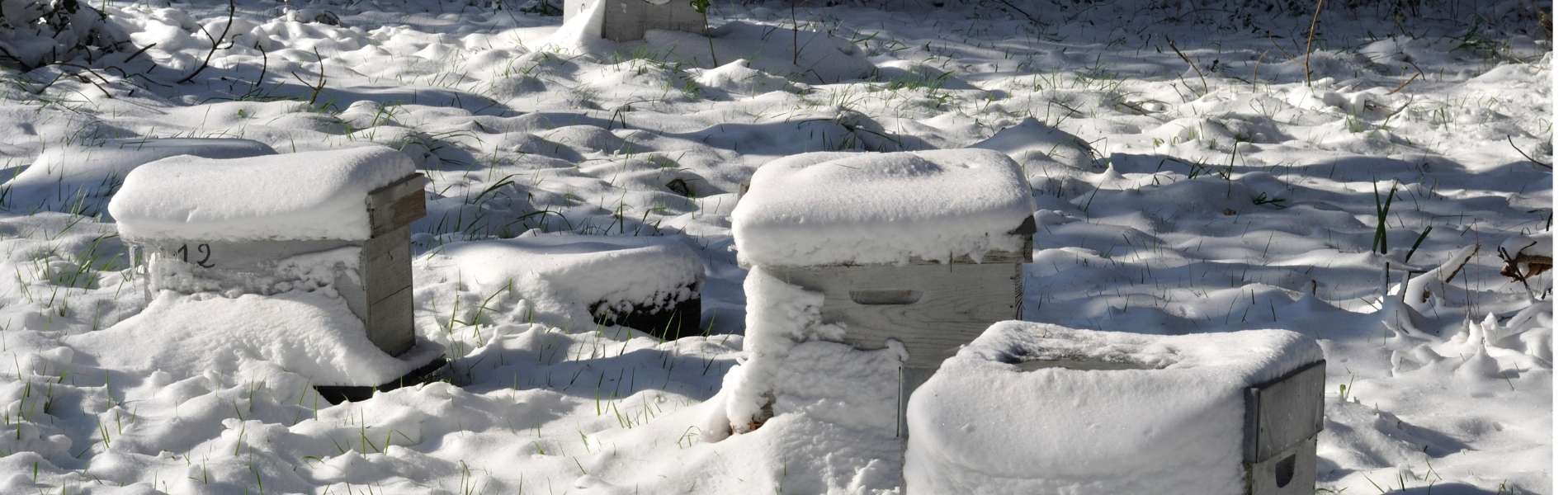 ruche en janvier sous la neige