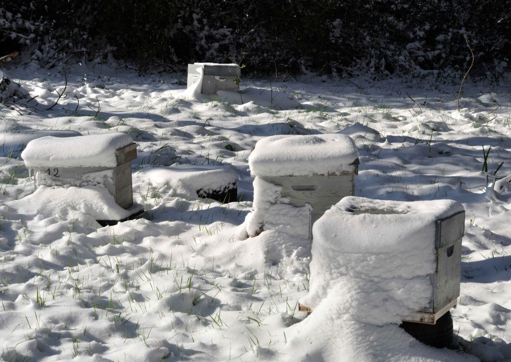 ruche sous la neige