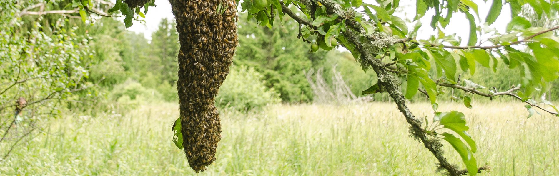 essaimage des abeilles dans la nature