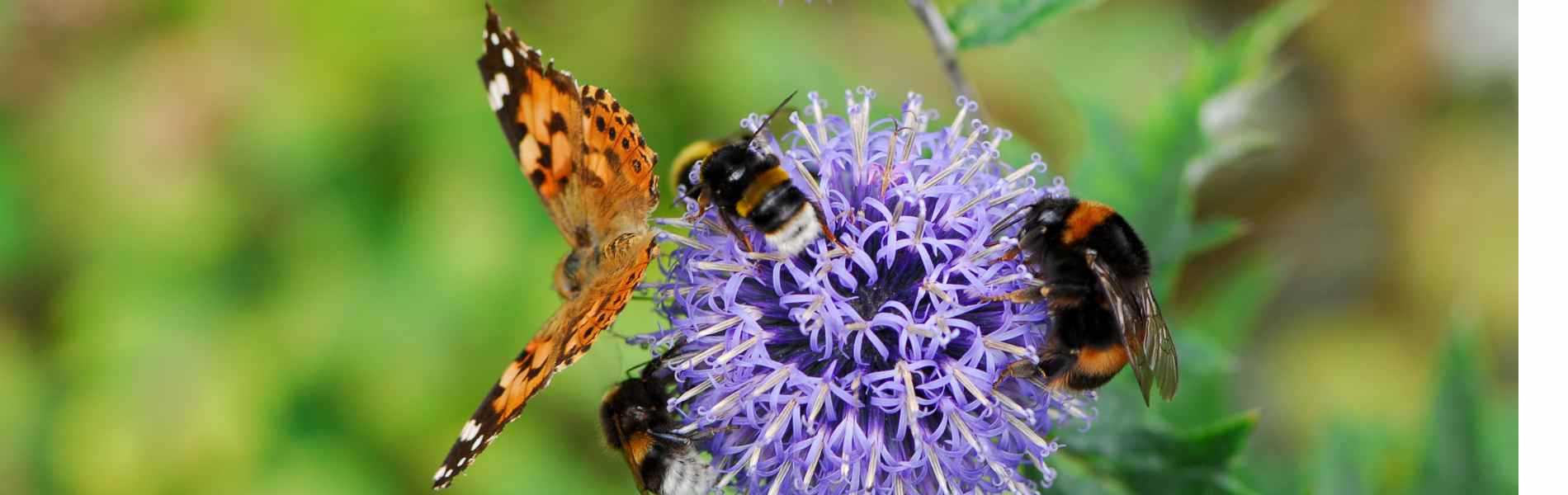 pollinisateurs