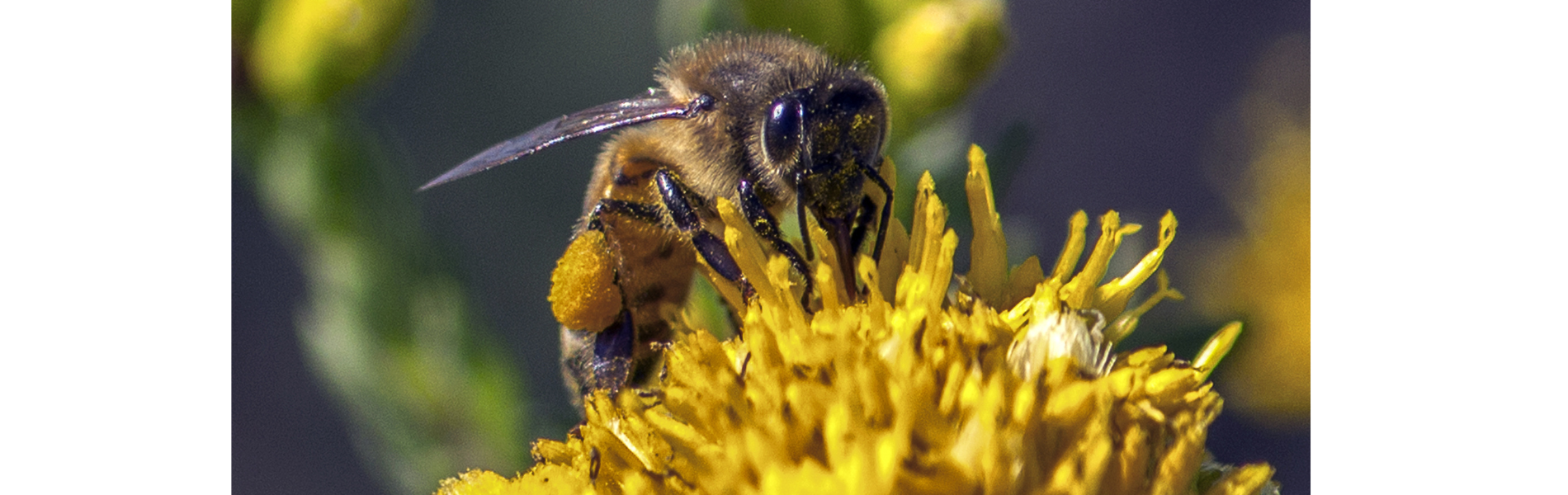 pollen source de protéines