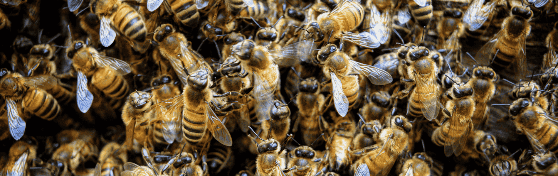 Réunir colonie abeilles