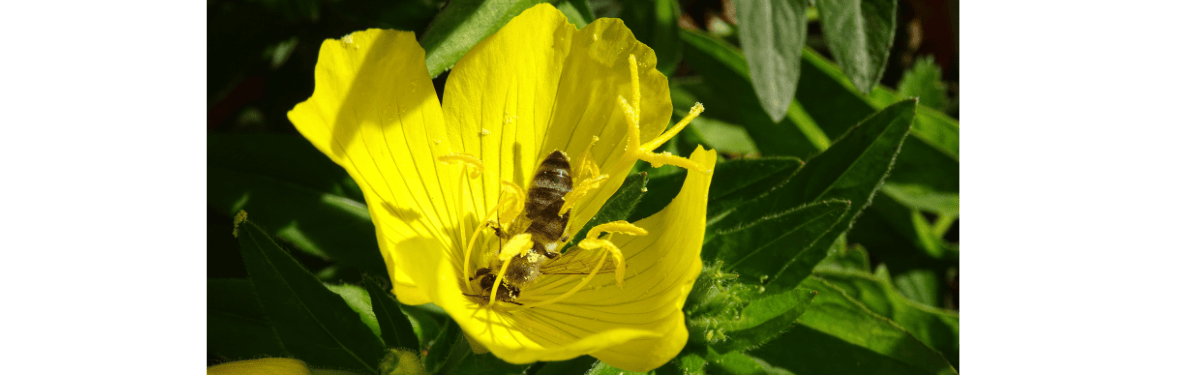 Les fleurs entendent-elles les abeilles ? Les recherches fascinantes de Lilach Hadany