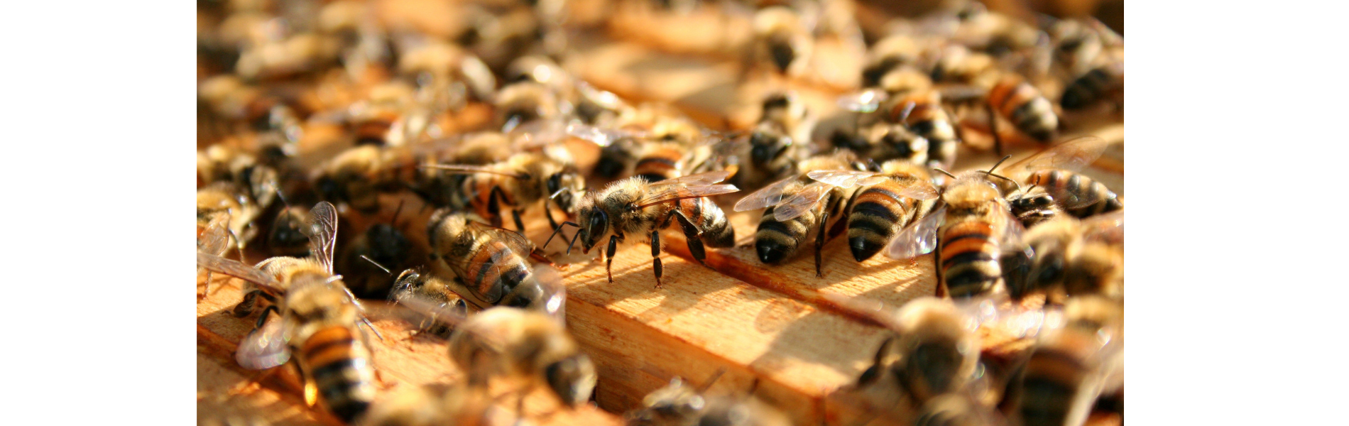 mortalité des abeilles