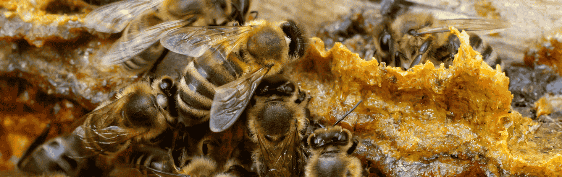 propolis, routine santé