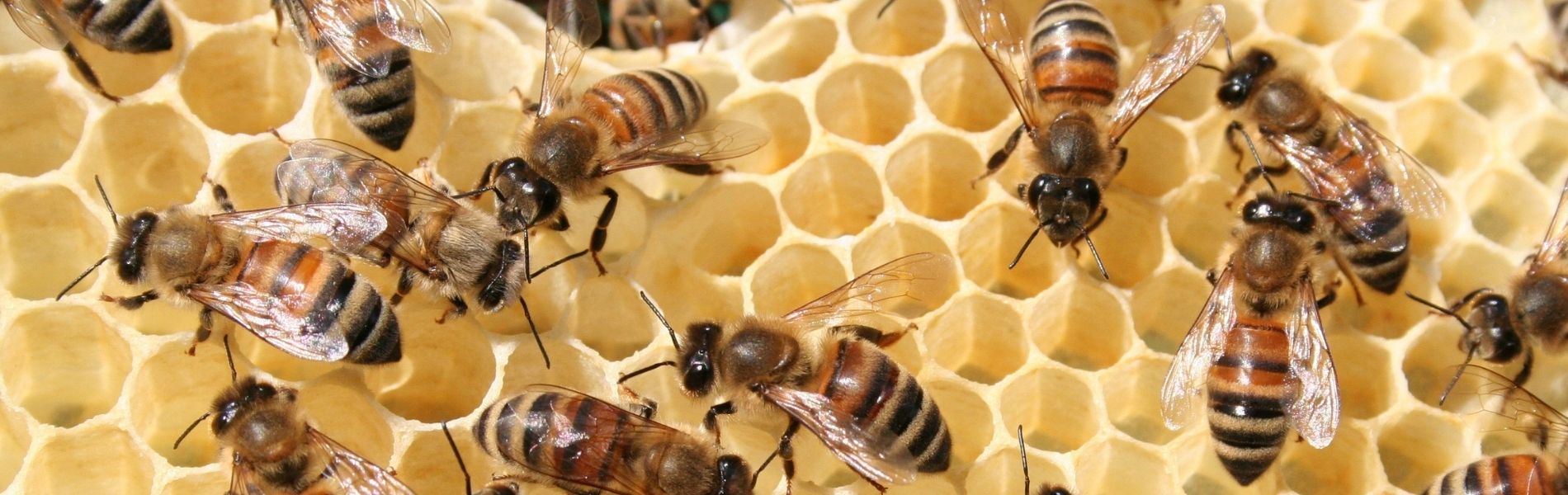 fabrication cire d'abeille : alvéoles