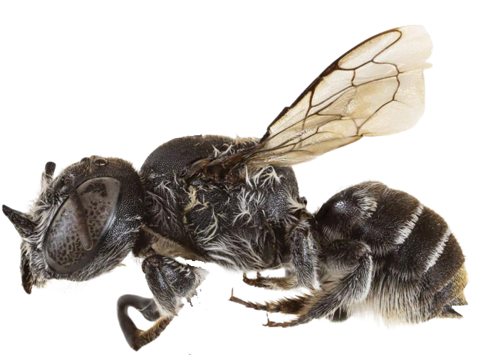 lucifer abeille cornue