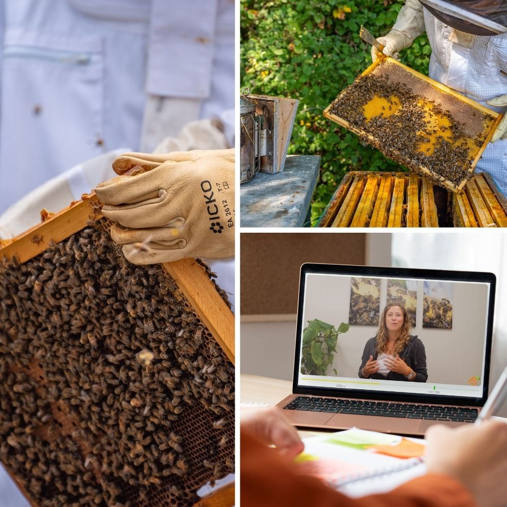 débuter en apiculture