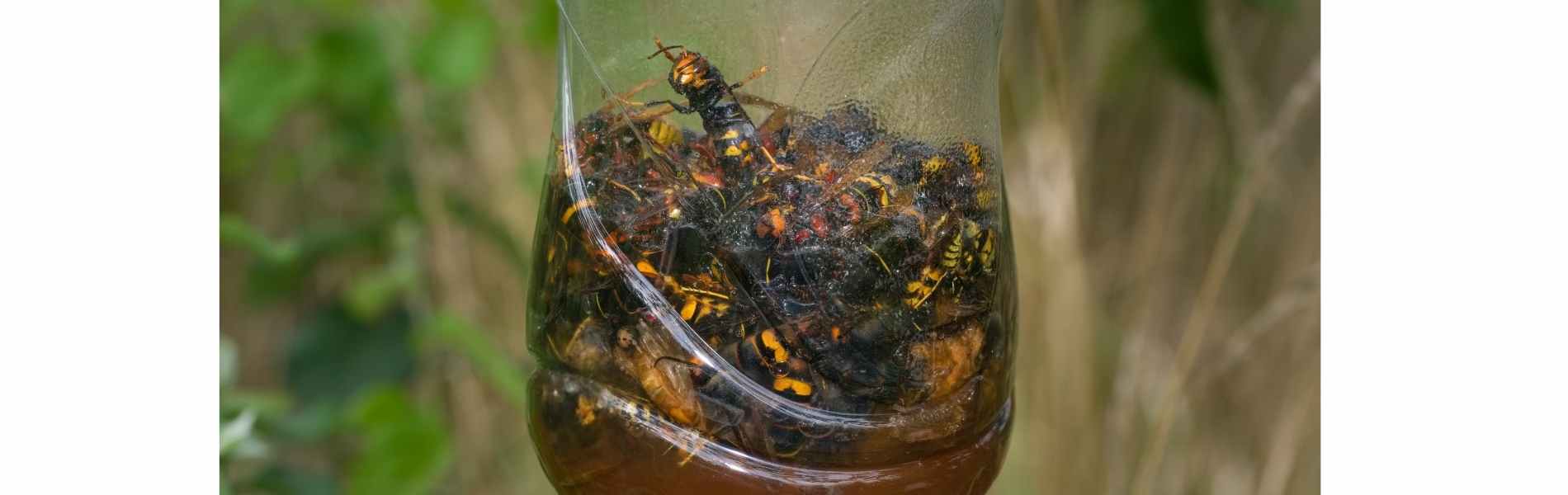 piège à frelon asiatique