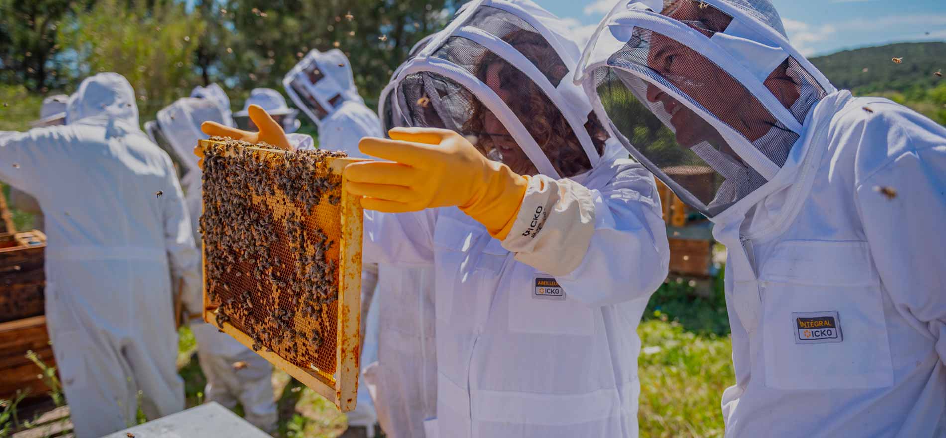 Formation en apiculture : choisir le bon parcours pour apprendre, produire et évoluer