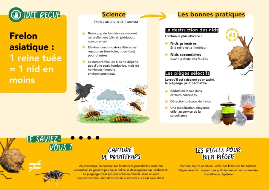 Fondatrice frelon asiatique_ piégeage