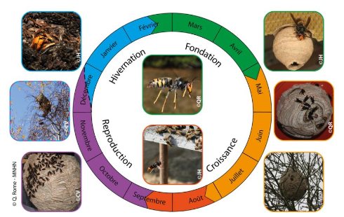cycle de vie frelon