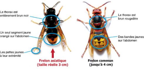 comparatif_frelons
