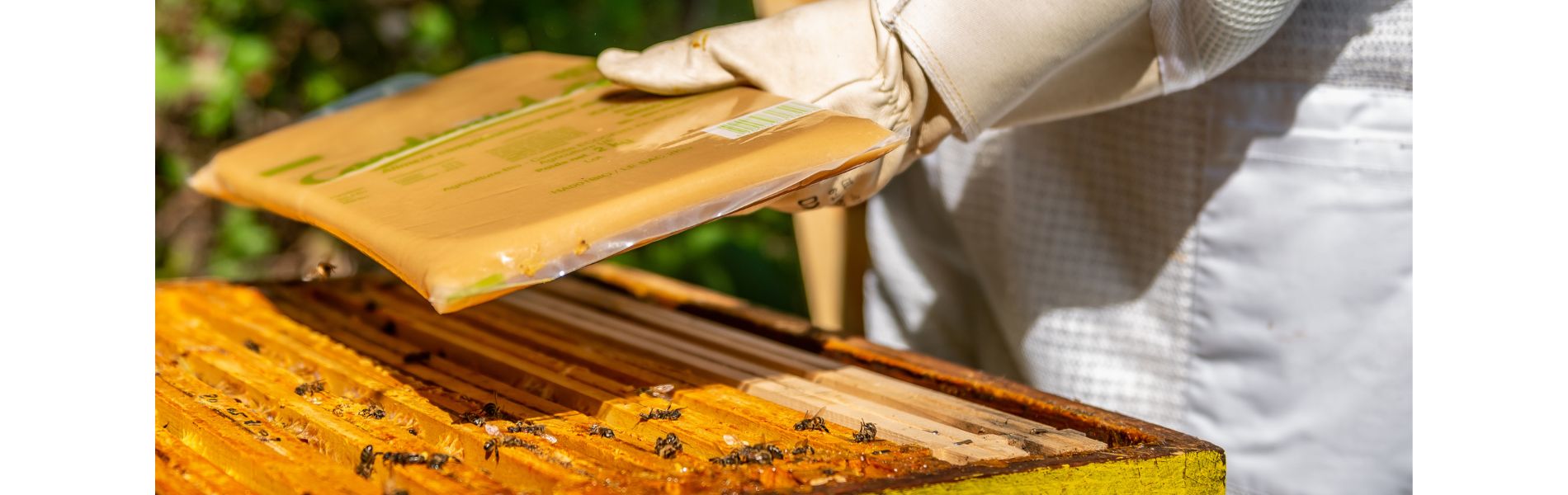candi pour abeilles sur têtes de cadres
